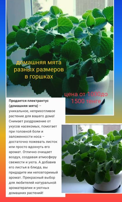 Домашняя мята разных размеров