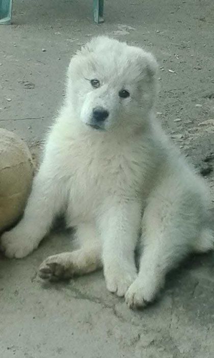 Продавам кученца Алабай(Средноазиатска овчарка)Чистокръвни!