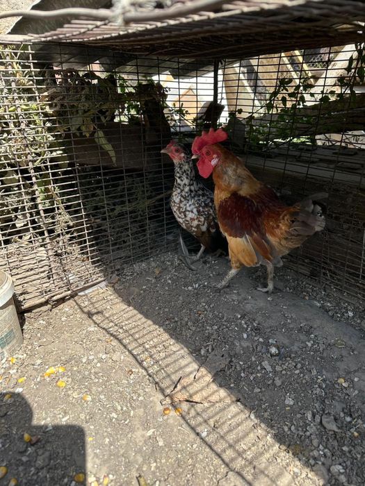 Продам пару бендамок