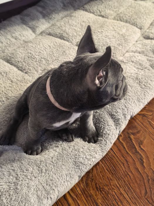 Девочка французского бульдога