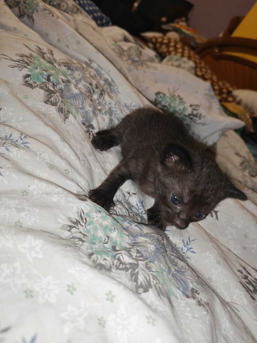 Căutăm căsuțe iubitoare pentru 3 fetițe adorabile!