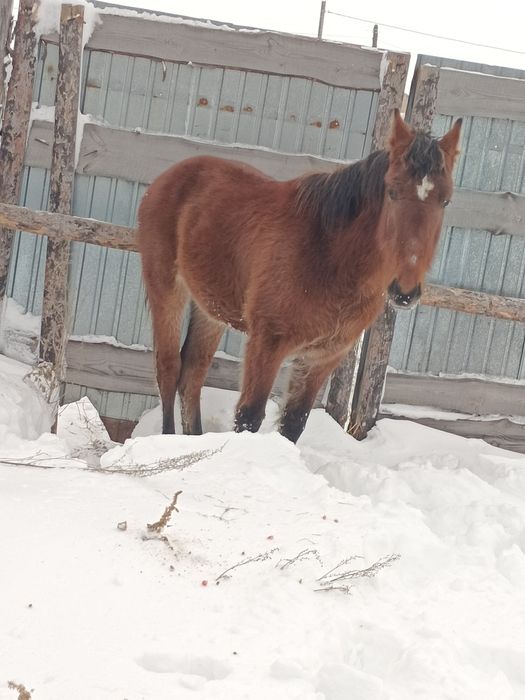 Продам лошадь тай