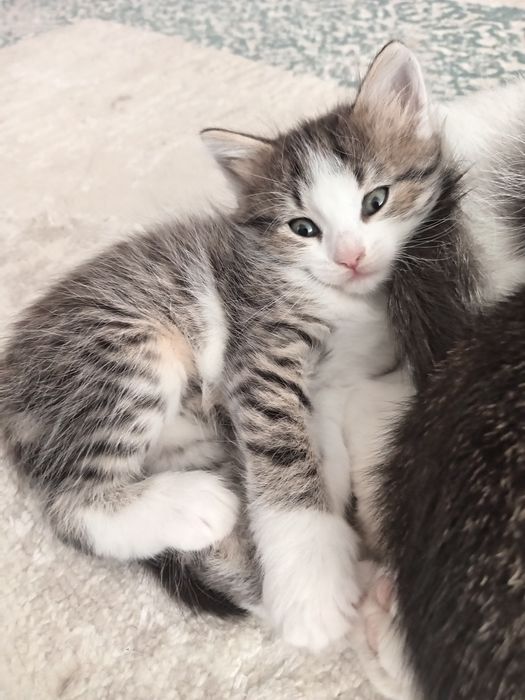 Котята в добрые руки