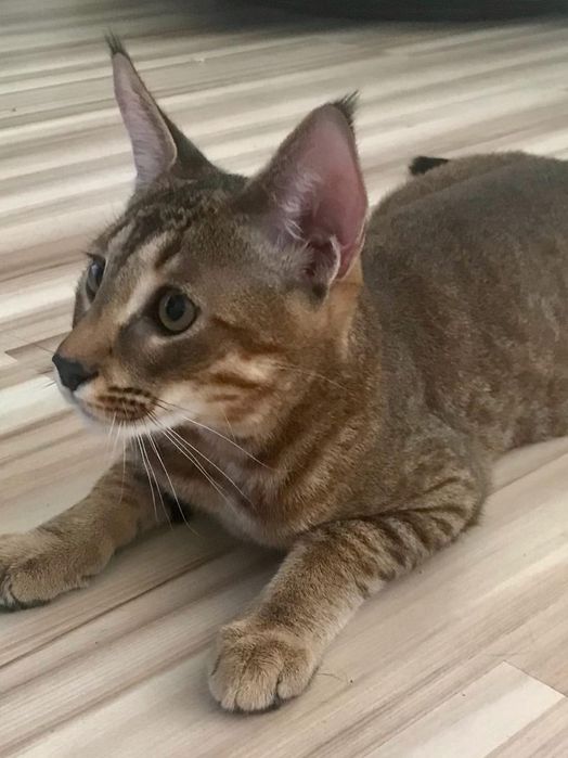 Самые ласковые кошки в мире