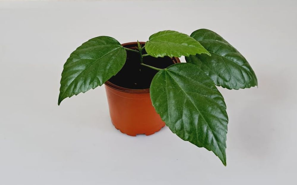 Гибискус  Гибискус