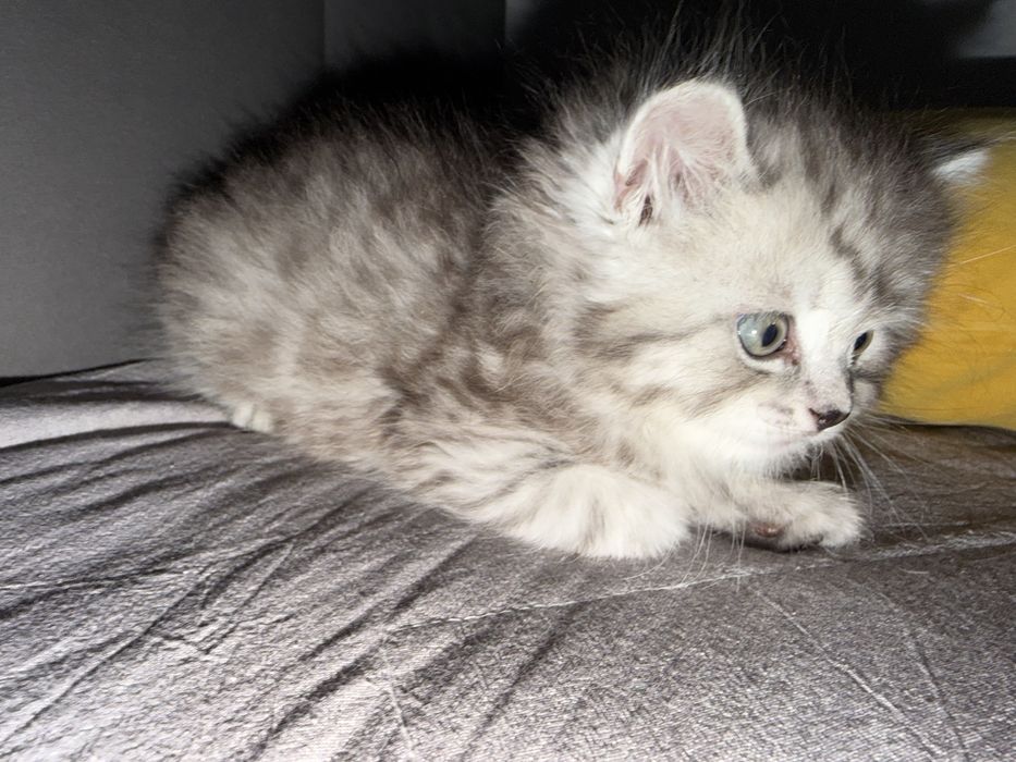 Котенок скоттиш страит