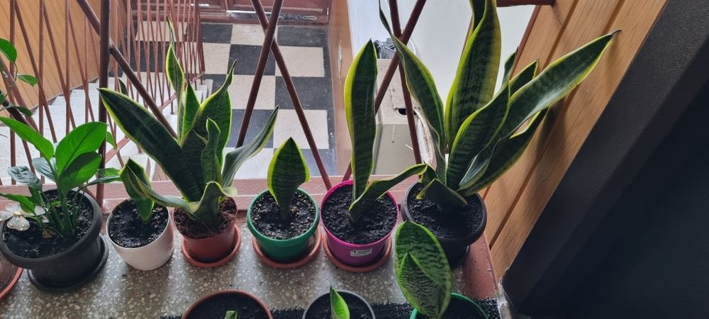Sansevieria / Limba soacrei