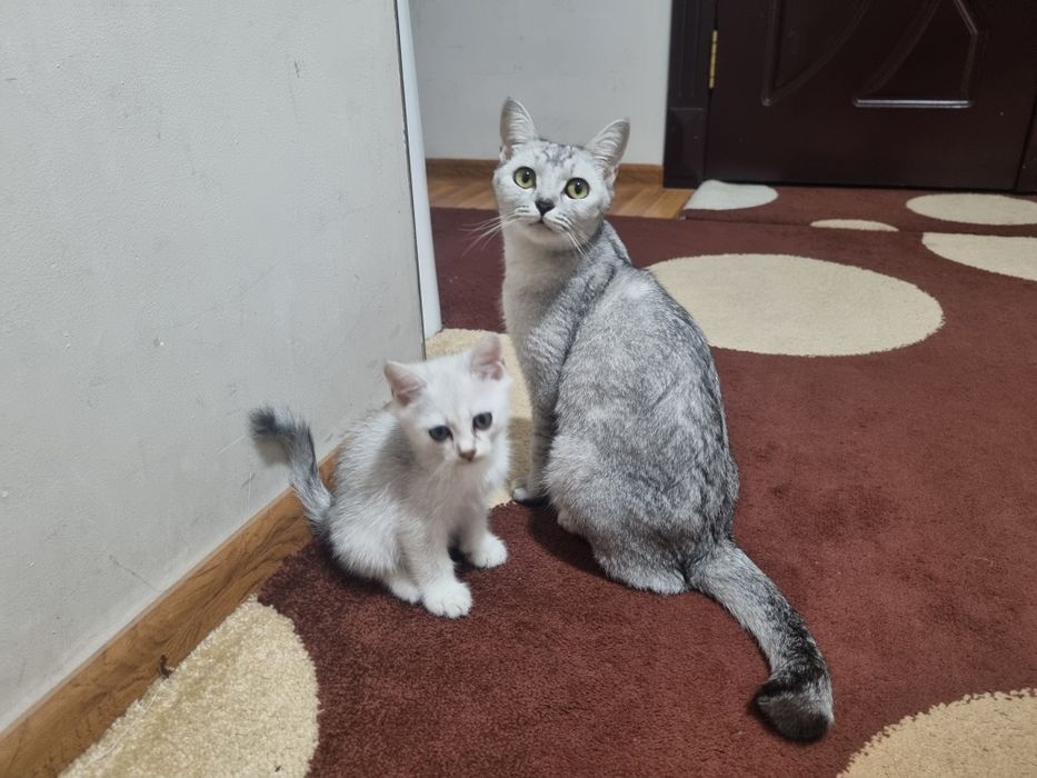 Серебристая шиншилла боласи билан срочно сотилади