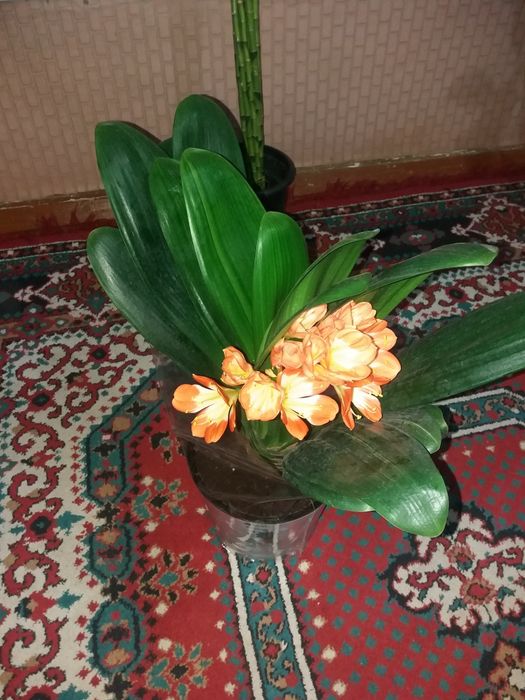 Продам комнатные растения Кливия
