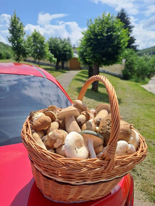 Vand manatarci ( hribi / boletus )