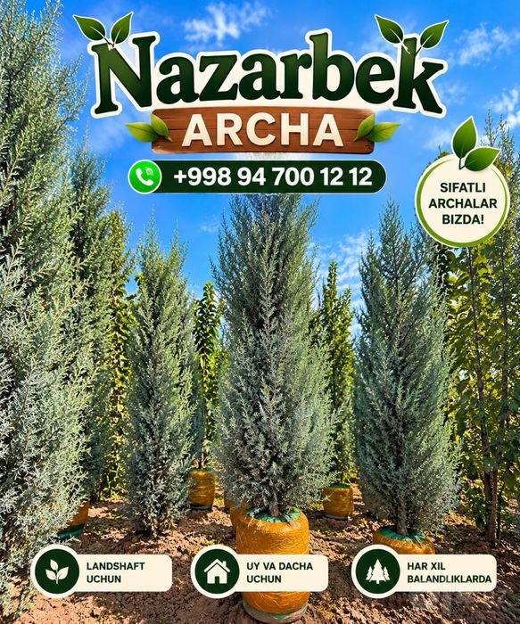 Arizonkiy kiparis - Italiyaning original archalari