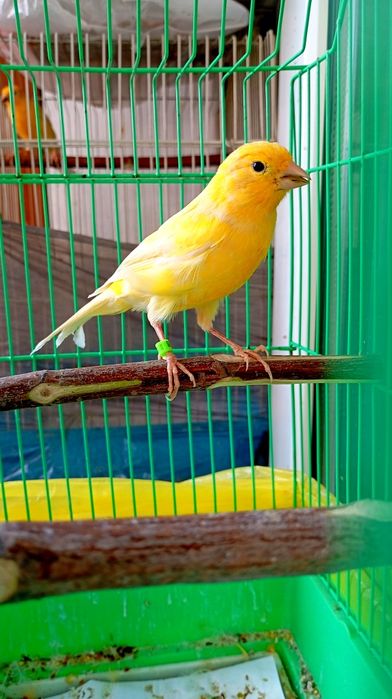 канарейки ( кенор )