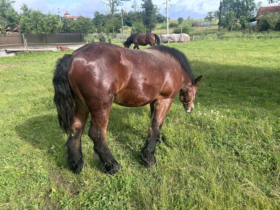 Armasar de 1 an din parinti cu pedigree