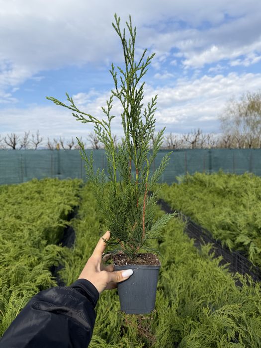 Cupressocyparis Leylandii Pyramidalis