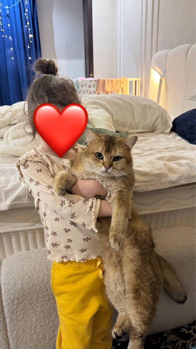 Scotish strayt tekirovinniy shinshilla 1yosh ogil bola  soglom 150 kam