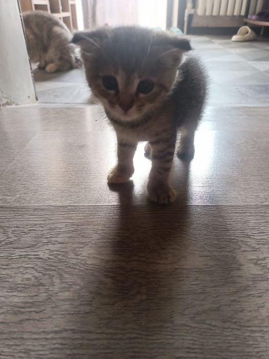 Отдам котят девочки