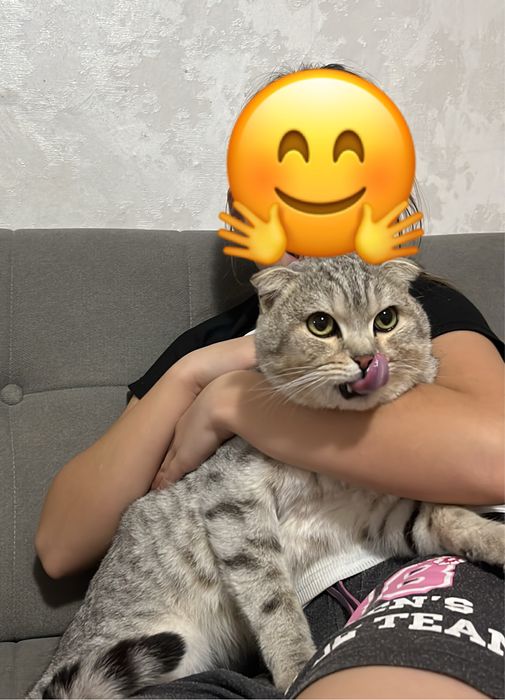 Продам годовалого кота, чистокровный  британец