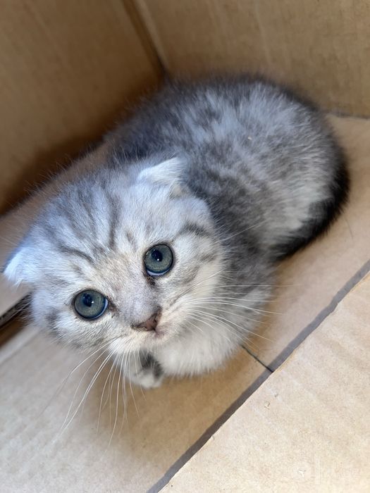 Scottish fold mushukcha