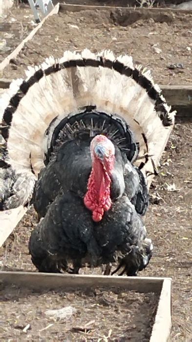 Индюк обмен самец