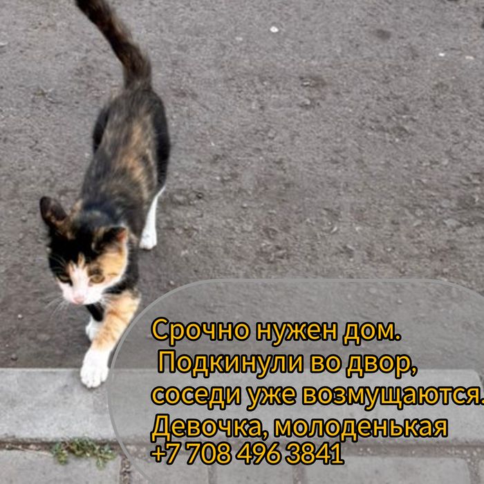 Кошечка в добрые руки