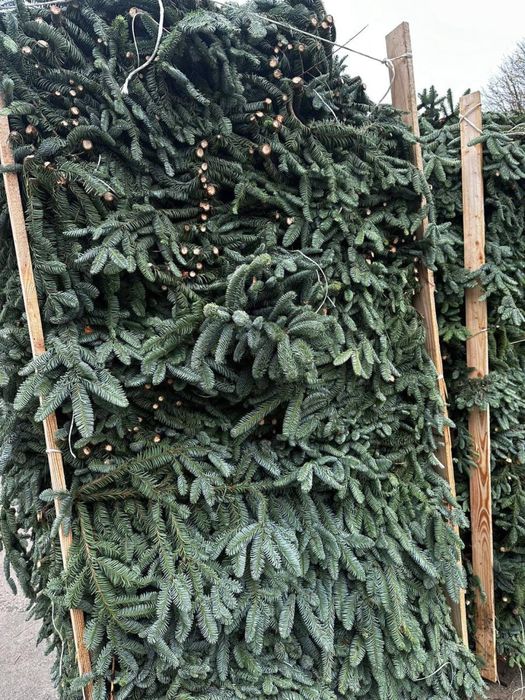 Живая елка,живые ветки от елки,новогодние игрушки