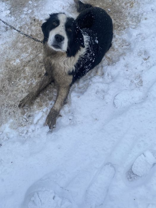 Ит сатылады алып қалыныздар