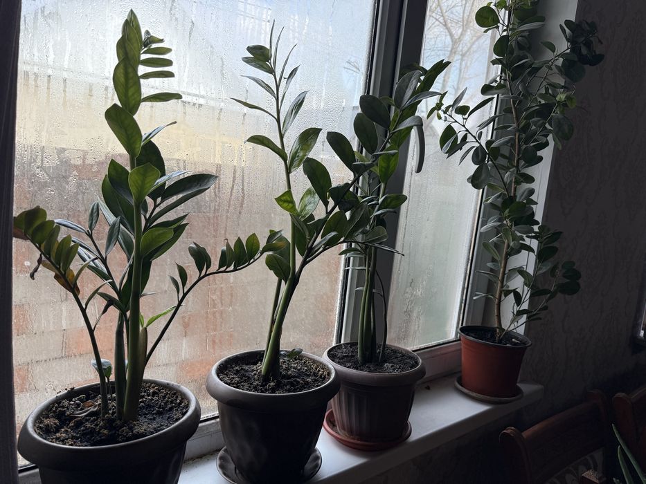 «долларовое дерево»