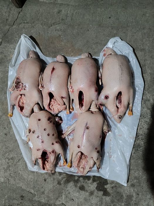 Продам диких гусей