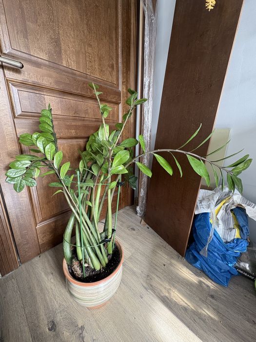 Замиокулькас в керамическом горшке