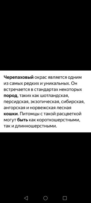 Продам котят (бронь)