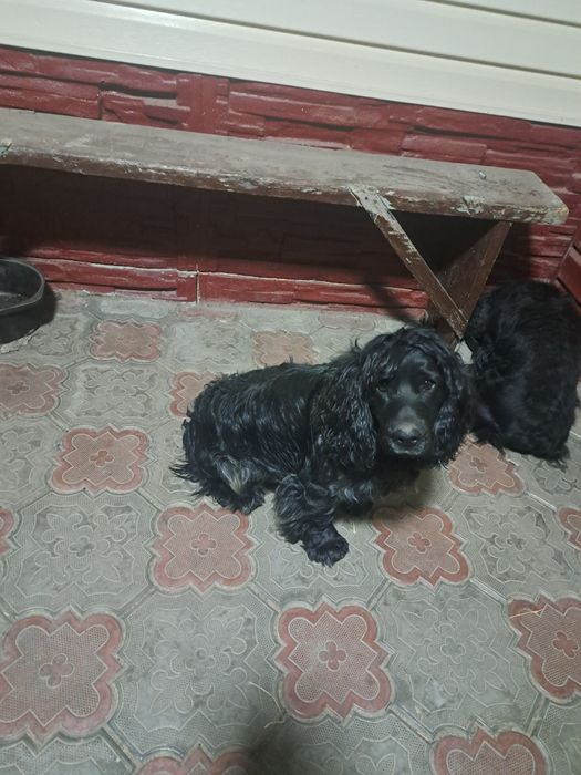 Руский  Спаниель