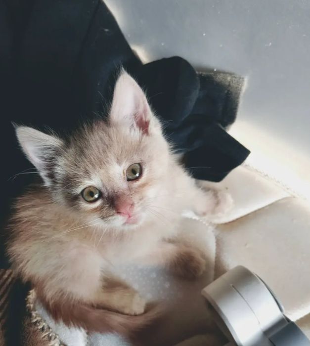 Отдаю котят в хорошие руки