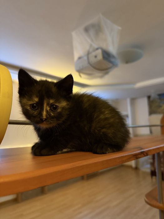 Котят в добрые руки