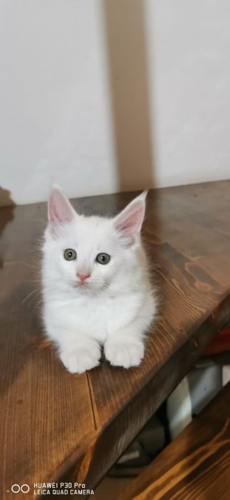Мейн кун белые котята