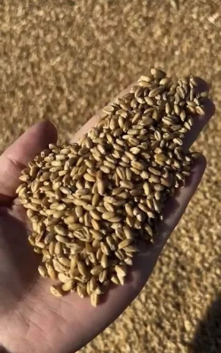 Продам пшеницу 3 класс со склада чистая сухая. За наличку.