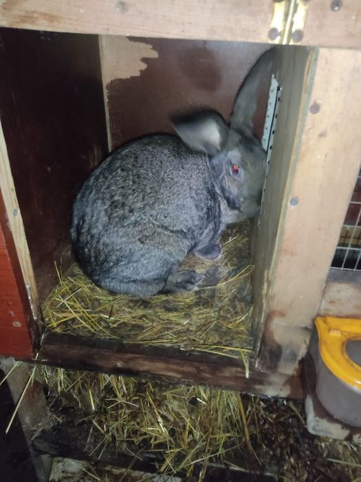 Продам крольчат Великана