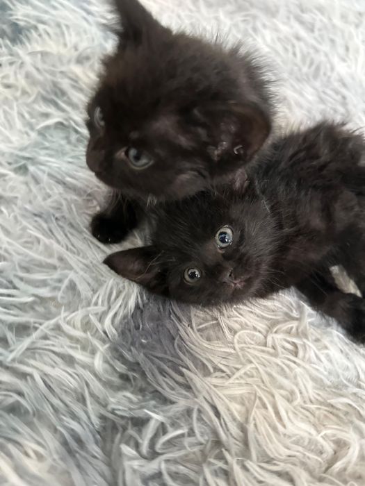 Маленких котят бесплатно