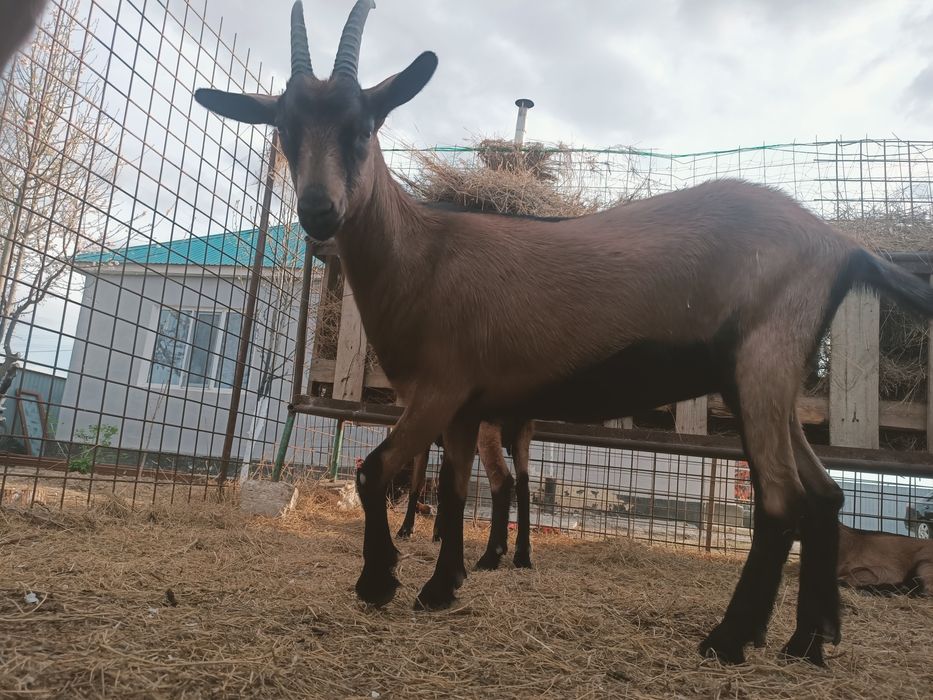 Ешкі сатылады, сутті ешкінің шыбыштары.