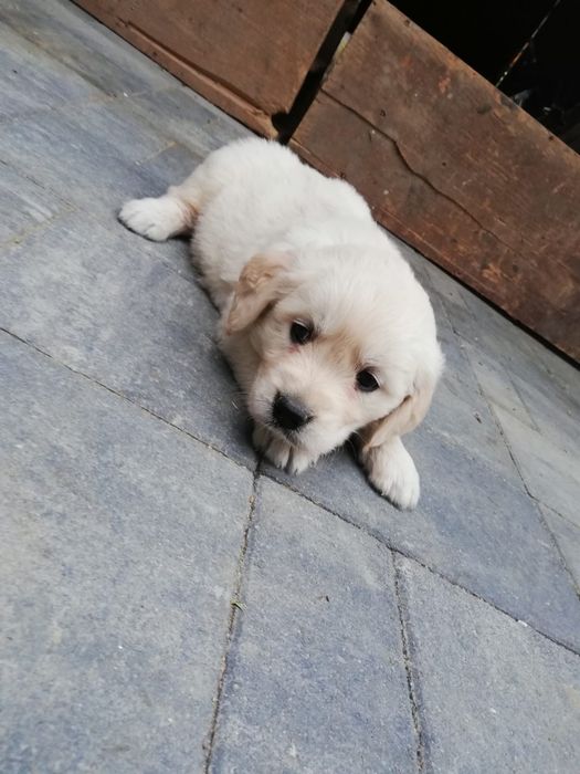 Puiuți Golden Retriever