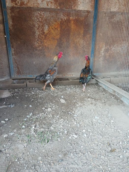 Продам  карликовых  петухов