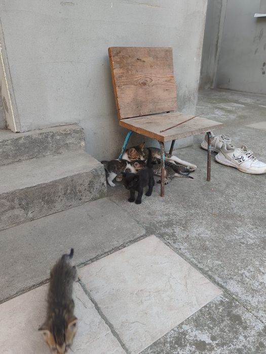 Donez pui de pisica de 2 luni