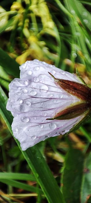 Продам дубовый стол