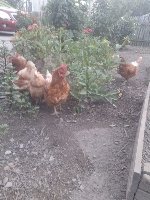 Курицы Ломан Браун
