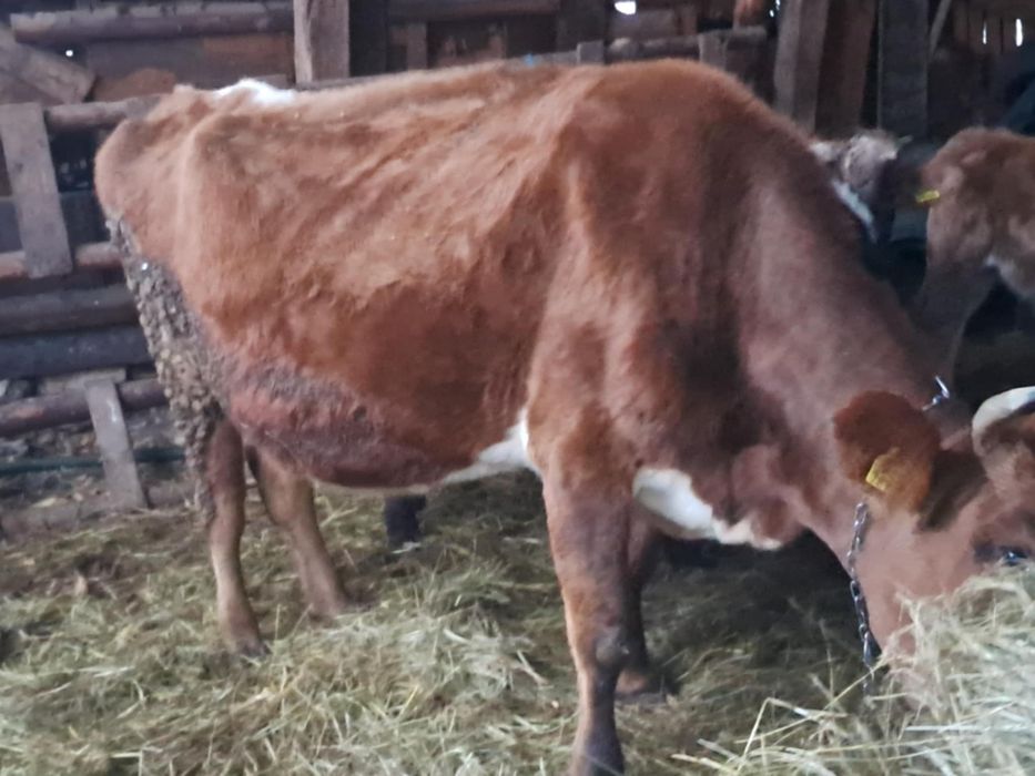 Vaca genstantain 8 luni de vânzare