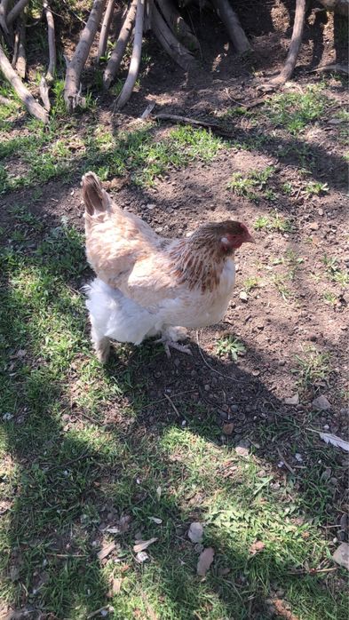 Инкубационные яйца брама