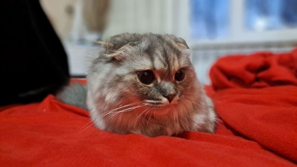 Катенька смешанная парода бенгал с шотландская веслоухой