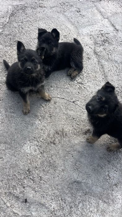 Продам восточноевропейские щенки