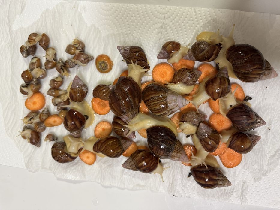 Улитки косметологические для лица убирают морщины