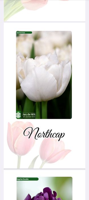 Оптом и розницу Голландские тюльпаны