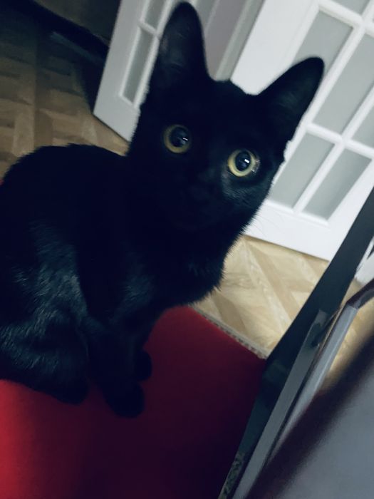 Потерялся котенок